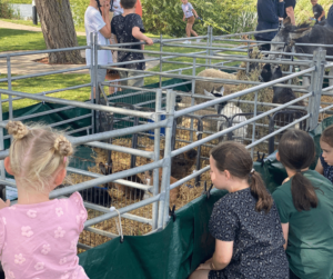 Mini Farm Petting Zoo at Patrington Haven Leisure Park
