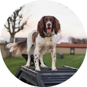 dog on agility equipment