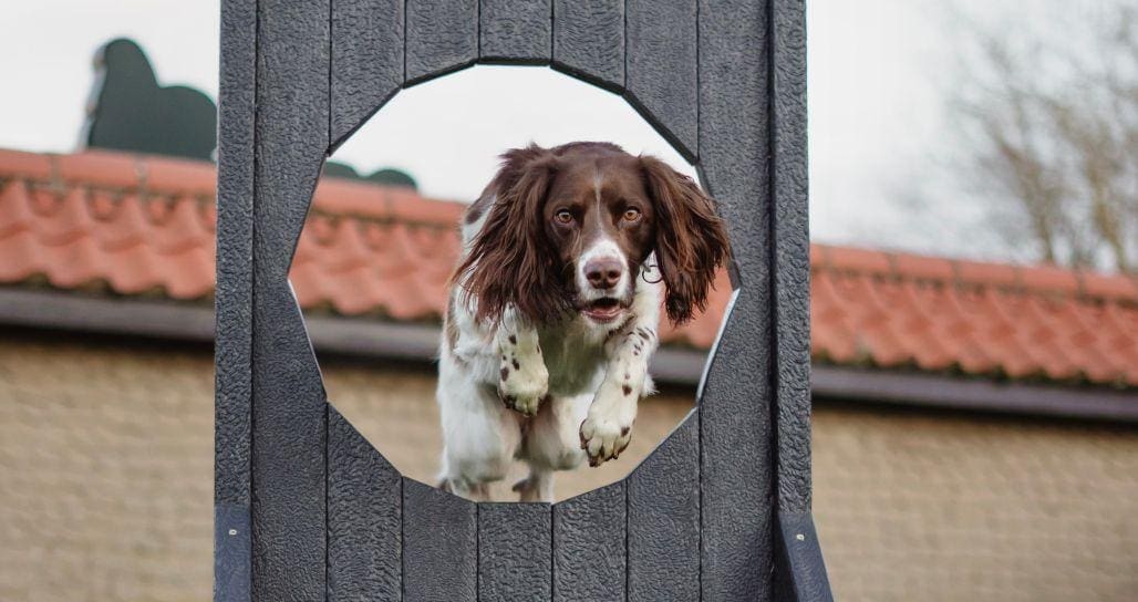 A happy dog joyfully runs through agility equipment in an enclosed grassy field, showcasing its playful spirit. This scene captures the essence of family fun and adventure, perfect for those visiting holiday parks in East Yorkshire with their loved ones.