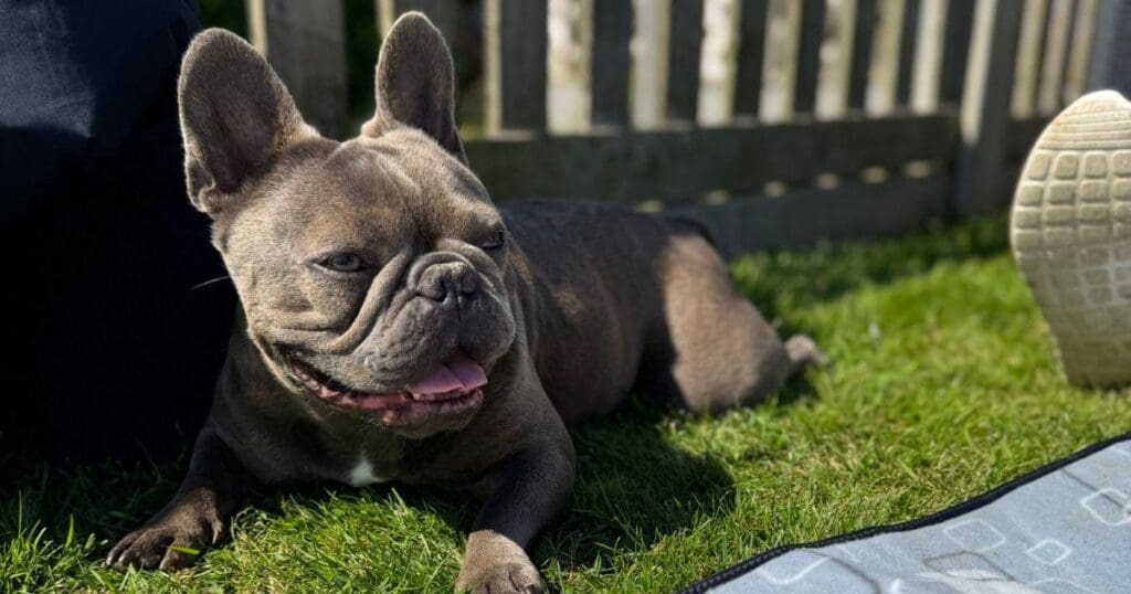 Dog-Friendly Holiday Park in East Yorkshire with Secure Private Gardens